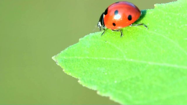 Coccinella