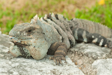 Iguana.