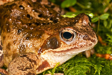 Springfrosch, Rana dalmatina