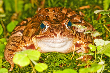 Springfrosch, Rana dalmatina