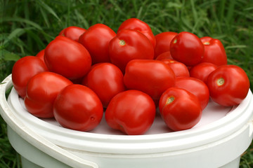 Heap of red tomatoes