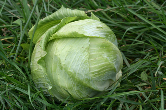 White cabbage-head