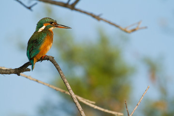 Naklejka premium martin pecheur