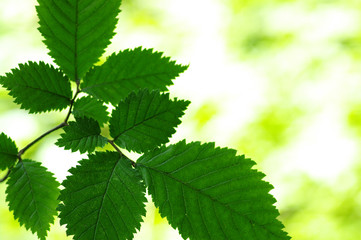 Green leaves