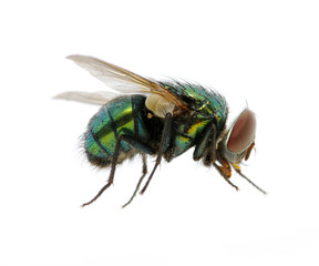 green fly