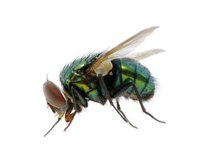green fly