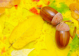 acorns