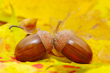acorns