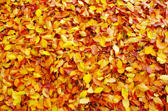background of fallen autumn