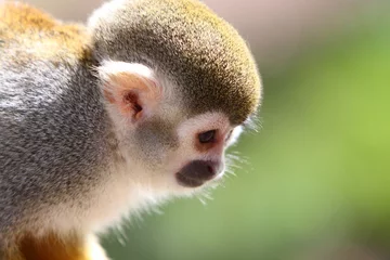 Photo sur Plexiglas Singe Écureuil singe