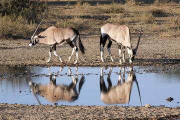 Oryx in Kgalagadi Transfrontier National Park