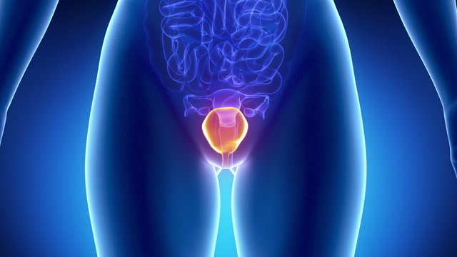 Female BLADDER anatomy in blue x-ray loop