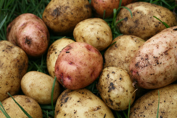 Heap of potato