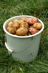 Bucket of potato