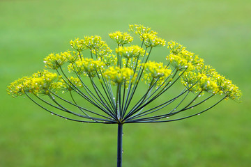 Dill Flowers