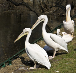 Pelicans