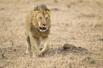 Male lion