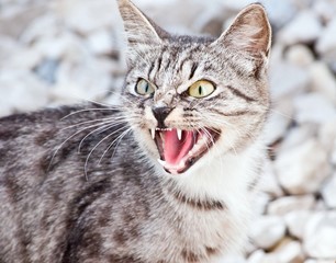 Obraz premium The British cat
