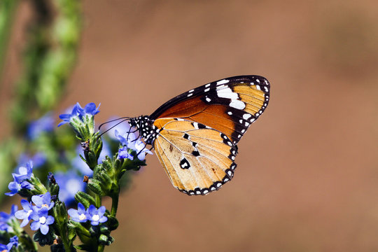 Butterfly at Kirstenbosch National Botanical Gardens