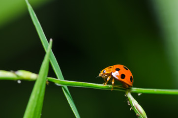 ladybug in green nature