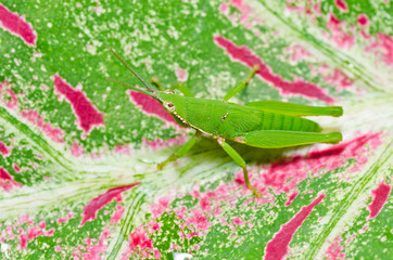 grasshopper in green nature