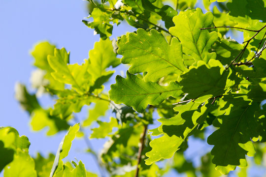 Green oak leaves against blue sky