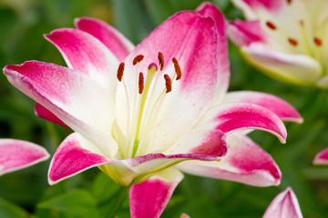 Fototapeta na wymiar Piękne różowe kwiaty Hemerocallis
