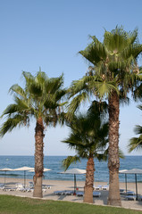 Palms on the beach