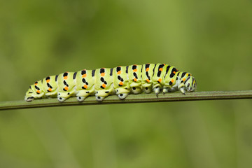 A black swallowtail larve