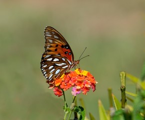 Fototapeta premium gulf fritillary butterfly