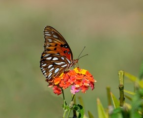 gulf fritillary butterfly