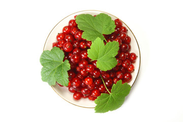 red currant
