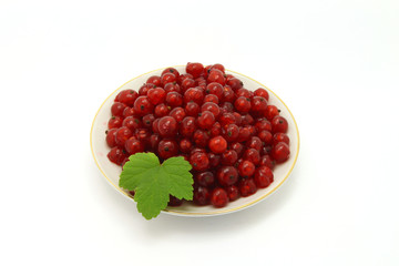 red currant nice