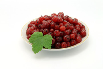 red currant