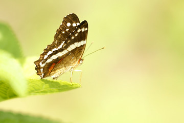 mariposa despegando