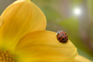 Fototapeta premium Ladybug, ladybird, on yellow Dahlia