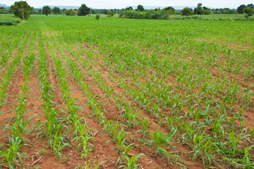 rows of young corn plants