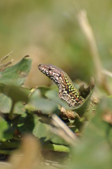 Rettile