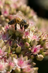 Bee on FLowers