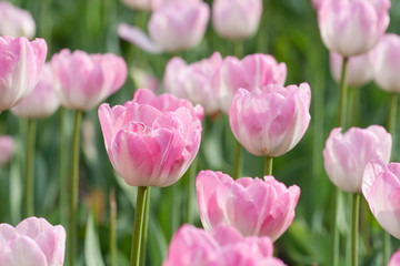 Obraz na płótnie Canvas Beautiful pink blooming tulips