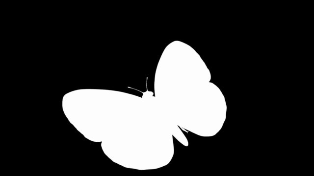 Looping Butterfly Animation. With Alpha Mask