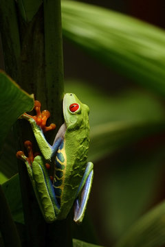 rana
