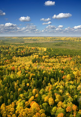 Aerial view river in autumn forest