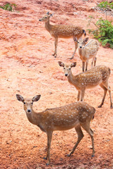 Group of Fallow deer  close up