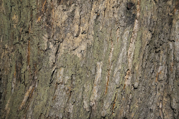 texture -  chestnut