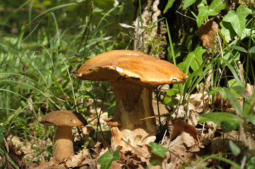 cueillette de cèpes en forêt