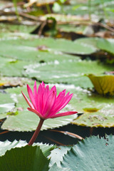 Pink water lily with leafs as background over water