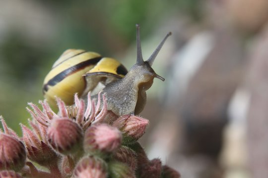 Schnecke mit Haus