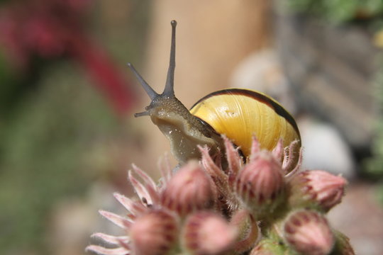 Gartenschnecke stellt F&uuml;hler auf