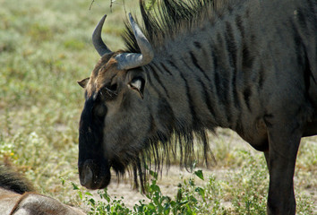 gnou a Etosha